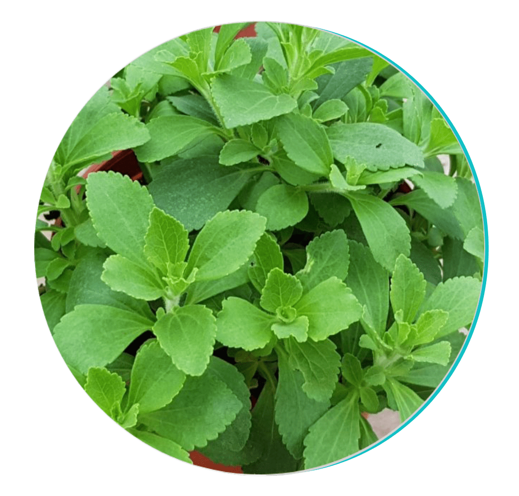 Stevia Biodentex